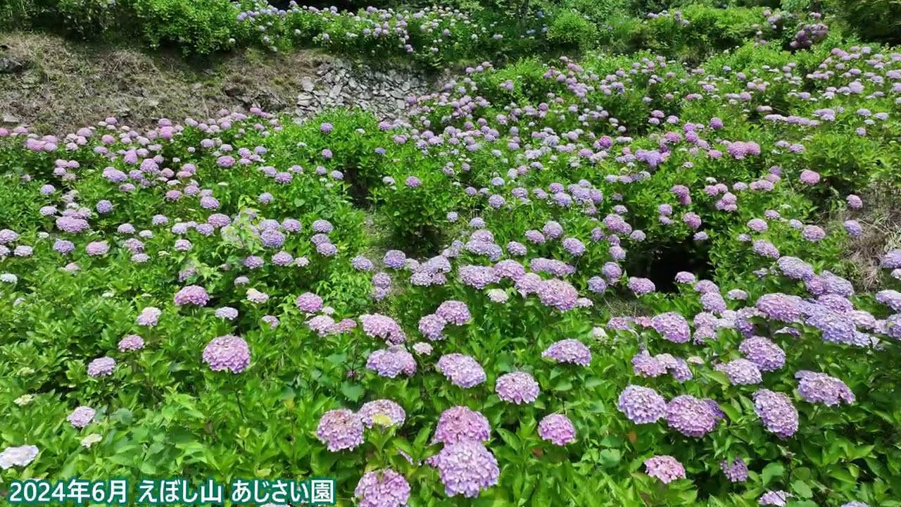 えぼし山あじさい園 (島根県益田市) 2024年6月 | 高津屋技研株式会社