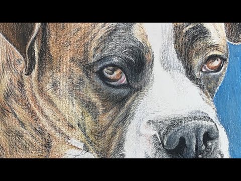 How to draw a Realistic Boxer Dog - YouTube