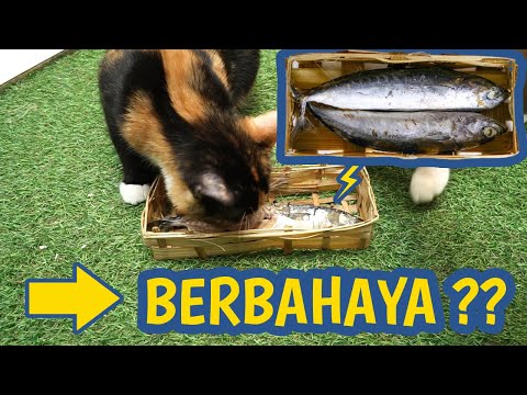 Video: Mengapa kucing makan ikan?