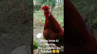 Download Lagu #Orignal sound 🐓#kukdu..ku 😀#viral#1 MP3