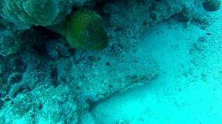 100212 Bora Bora Eagle Ray Dive
