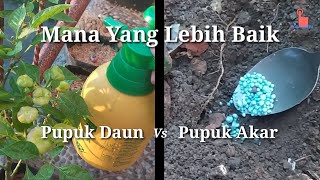 Comparing The Effectiveness Of Foliar Fertilizer Vs Root Fertilizer Which Is Best