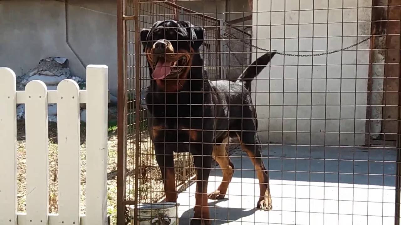 rottweiler cage