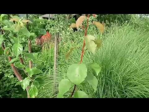 Video: Crna Marelica - Hibrid Uobičajene šljive Marelice I Trešnje - Uzgojne Značajke I Sorte