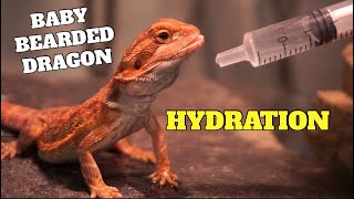 How To Tell If Your Baby Bearded Dragon Is Dehydrated?! Week 1