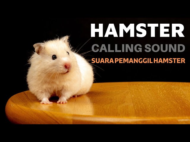 Hamster Calling Sound || Suara pemanggil hamster class=