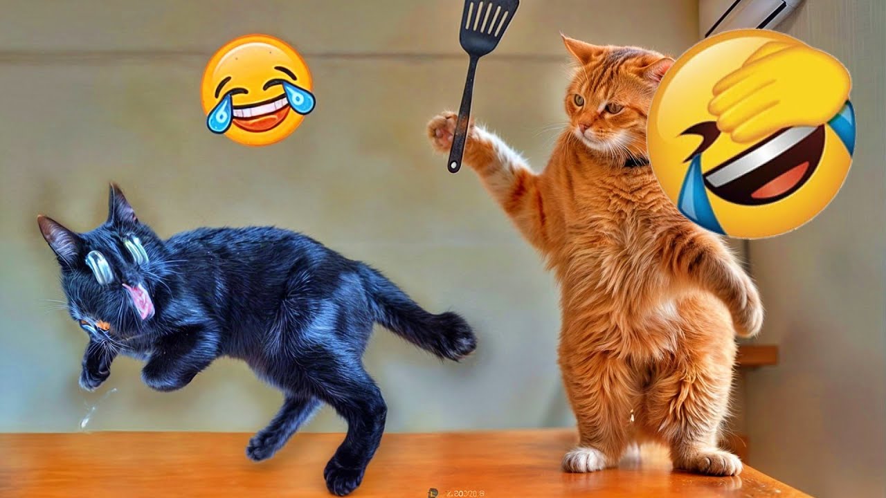 Funny Cat Videos 🤗 A Collection Of Hilarious Cats That Will Make You ...