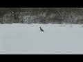 Wendell The Mallard Duck Eats Corn and Swims in Snow