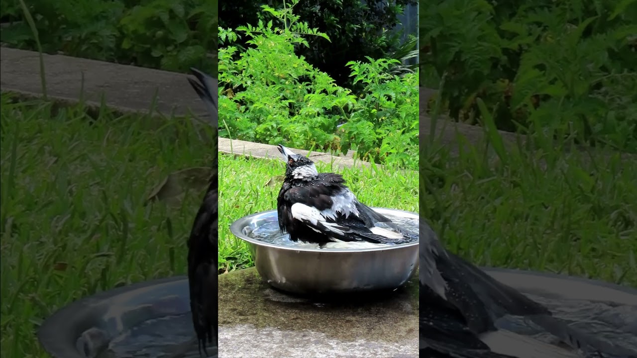 Wild Australian Magpie taking a bath! 