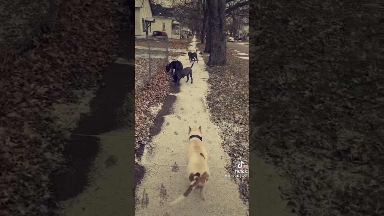 See them dogs run YouTube