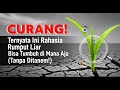 CURANG! Ternyata Ini Rahasia Rumput Liar Bisa Tumbuh di Mana Aja (Tanpa Ditanem!)