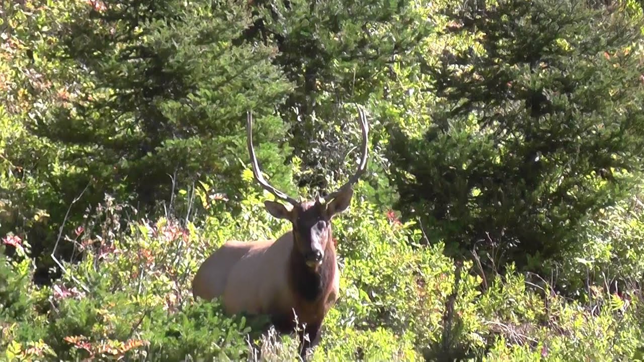 Wyoming archery elk hunting YouTube