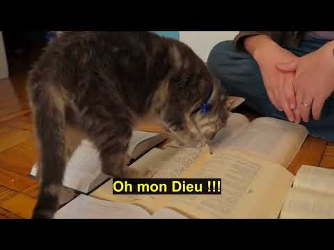 Vidéo: Est-il Vrai Que Les Chats Guérissent Les Gens ?