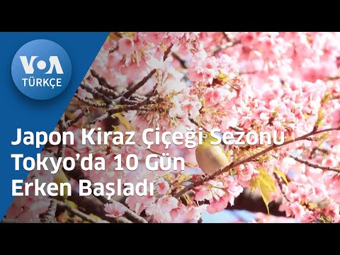 Japon Kiraz Çiçeği Sezonu Tokyo’da 10 Gün Erken Başladı| VOA Türkçe