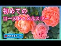 初めてのローズドゥメルスリー