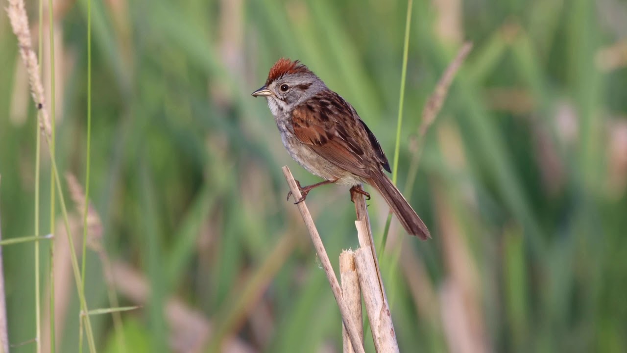 Swamp sparrow 1080p 