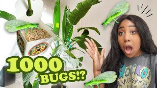 UNLEASHING 1000 GREEN LACEWING EGGS INDOORS?! Pest Control for My Apartment Plants