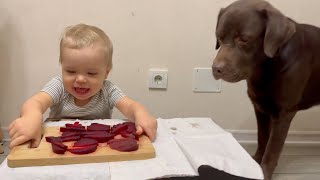 Adorable Reactions! Who will eat more beetroot: Baby or his Retriever?