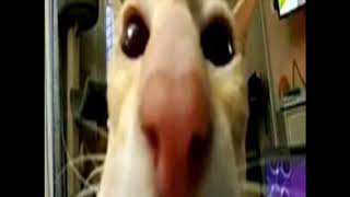 Cat2.mp4