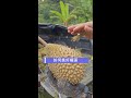 学好挑榴莲的基本技术让您随意选到心中的好榴莲| SP DURIAN MALAYSIA