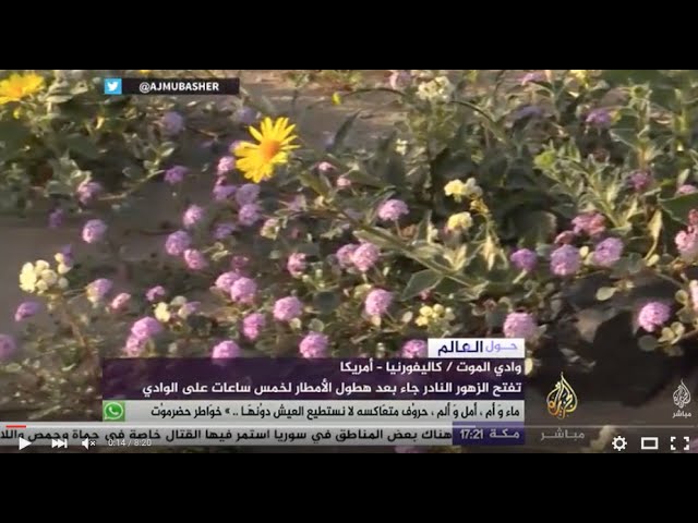 حول العالم - أكثر من 10 ملايين زهرة برية تتفتح في وادي الموت بكاليفورنيا