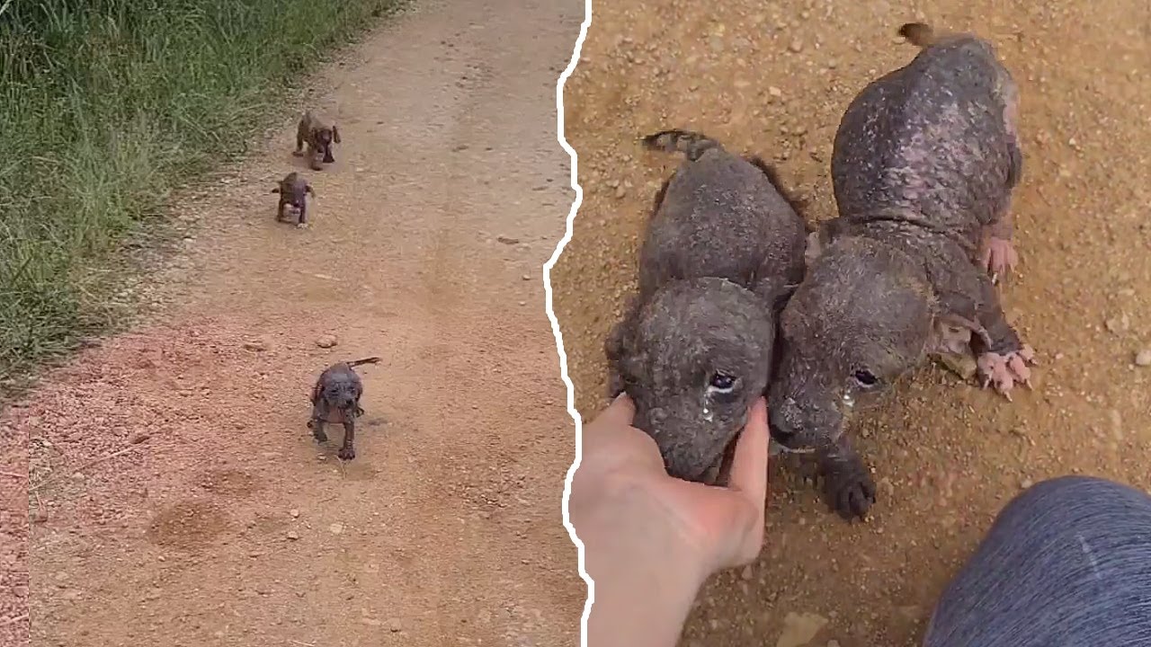 "Please save us", they ran at me in fear, hungry and desperate, bleeding for a second chance