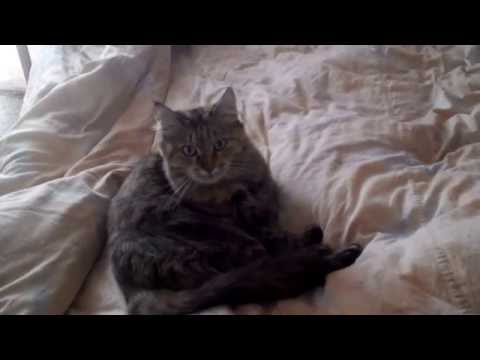 Кошка скрипит зубами/ Cat grinding his teeth
