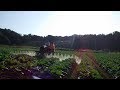 クボタ乗用管理機GR16 + 自作ブームスプレーヤー　KUBOTA GR16 + Home made boom sprayer