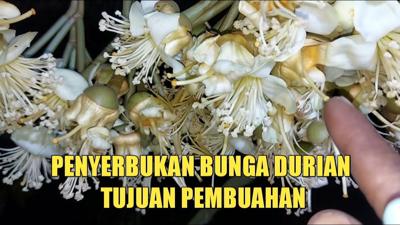 Belajar Penyerbukan Bunga Durian Tujuan Pembuahan