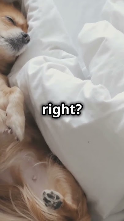Why Does Dogs Love Belly Rubs YouTube why-does-dogs-love-belly-rubs-youtube