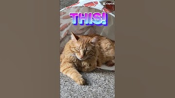 STOP! LOOK! LIKE! SUBSCRIBE! keep doom scrolling #cats #orangecats #cuteanimals #funnyshorts #pets