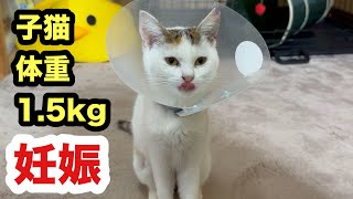 【衝撃の事実】体重1.キロの子猫が妊娠してました