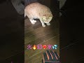 #忍者あざみ#望月あざみ#山村響 #アニソン#新サクラ大戦 #アニメ #猫のいる暮らし #チャンネル登録者数100万人になる #cat #チャンネル登録お願いします #保護猫 #猫のいる生活