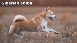 Siberian Shiba / Siberian Husky Shiba Inu Mix by Cross Breeds 2,211 views 1 year ago 4 minutes, 31 seconds