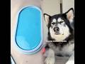 #lilycuenta #mtvlaiconolily #fyp #pov #dog #pet