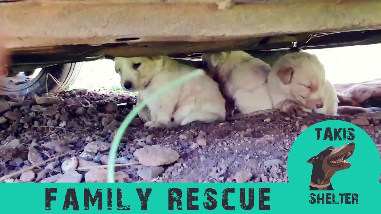 Stray mother gives birth to 8 puppies under a car. The father is by her ...