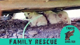 Stray mother gives birth to 8 puppies under a car. The father is by her side  Takis shelter