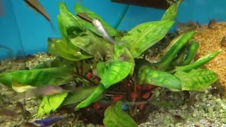 Криптокорина Понтедериеволистная (Cryptocoryne pontederiifolia)