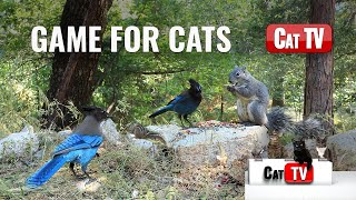 CAT TV | Real Squirrels, Birds, and Chipmunks | 3 Hours | Game For Cats