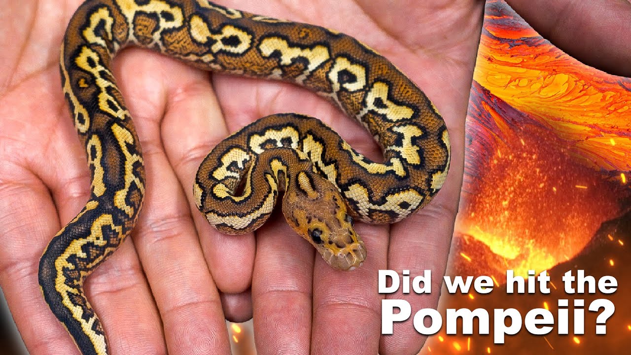 Pompeii Python Did We Hit The Pompeii ? - YouTube