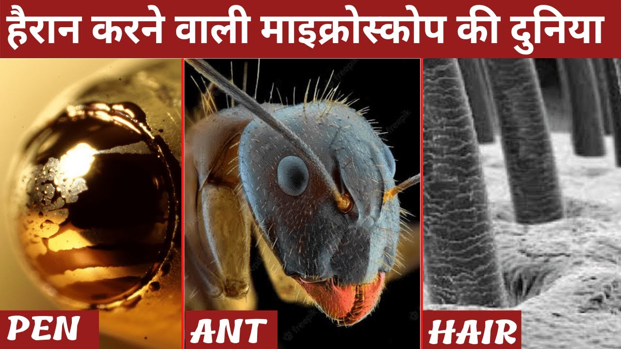 Things under microscope part 1 | microscope | microscope view