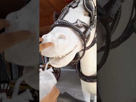 Video: Apa yang kuda makan dan minum?