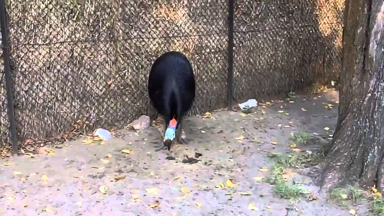 Kicau Mania - Jenis Burung Kasuari Gelambir Ganda 