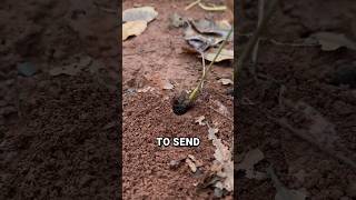 Smart Trap in Nature! Bug Hunting, Chinese Style 🐞🔍🐜  #ants  #nature #animals