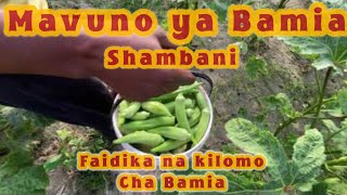 Okra Harvesting in our farm / Mavuno ya Bamia shambani !!