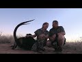 FULL LENGTH South African LION HUNT with Red Ivory Safaris