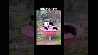 パンダの魅力が半端ない#動物