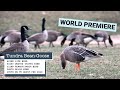 Tundra Bean-Goose in DELCO - An INSANELY Rare Bird to Pennsylvania!!!