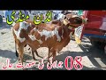 Janwar mandi ludan khobsorat bachray latest update 8 July 2020 |Janwar mandi and information|