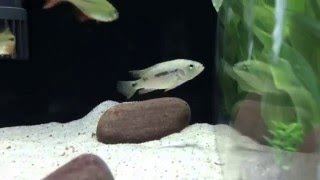Istlanum update.